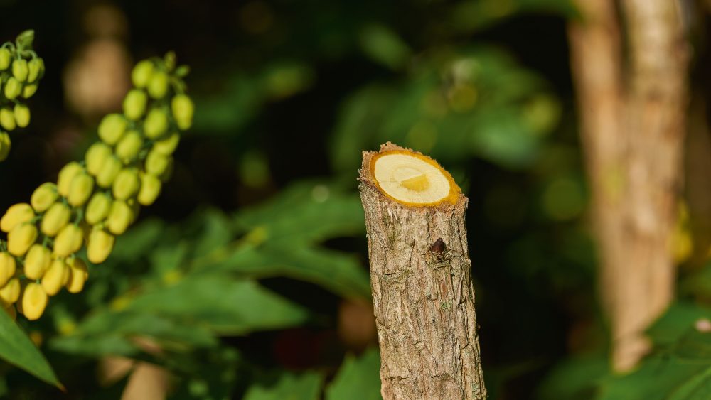 BOSCH aku škare za grane EasyPrune - Image 9